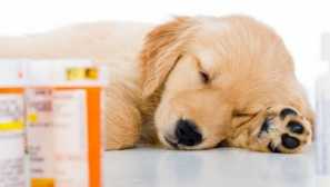 Léčivé a přírodní sedativa pro psy